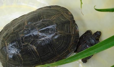黑颈乌龟属于什么品种？都有哪些喂养的技巧呢？