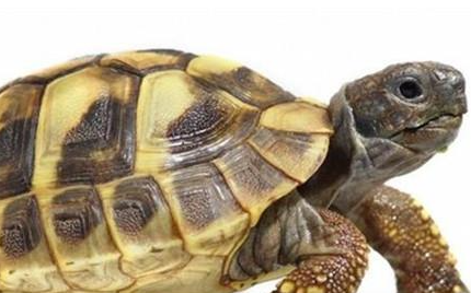赫曼陆龟有哪些形态特征？一般都分布在哪里呢？