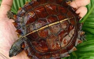刺山龟属于什么品种？有哪些生活习性呢？