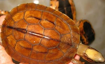 眼斑水龟有哪些形态特征？一般都分布在哪里呢？