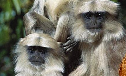 在自然界中，喜山长尾叶猴有着怎样的生活习性与特征？