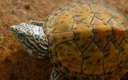 密西西比麝香龟有哪些形态特征？一般都分布在哪里呢？