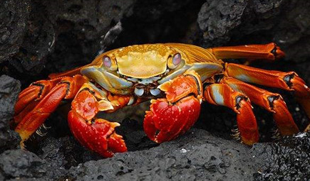 在自然界的生物中，红石蟹有哪些生活习性与繁殖方式？