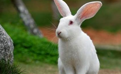 中国白兔有哪些生活习性呢？需要怎样的饲养环境？