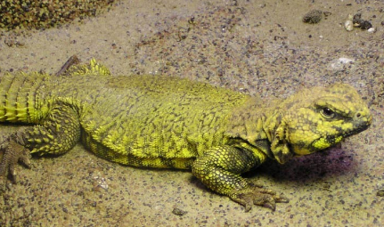 在自然界的生物中，撒哈拉刺尾蜥能忍受多少摄氏度的高温？