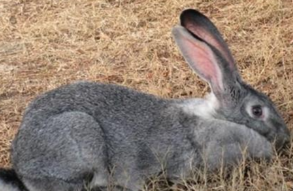 金吉拉兔有哪些生活习性呢？需要怎样的饲养环境？