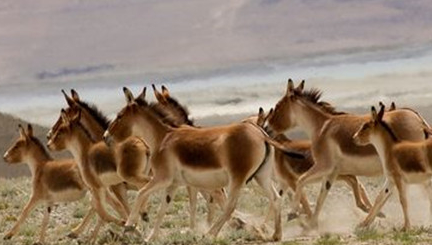 在自然界的生物中，西藏野驴有哪些生活习性与繁殖方式？