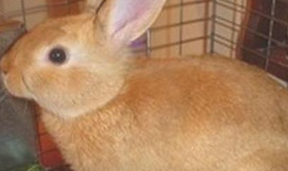 柏鲁美路兔有哪些生活习性呢？需要怎样的饲养环境？