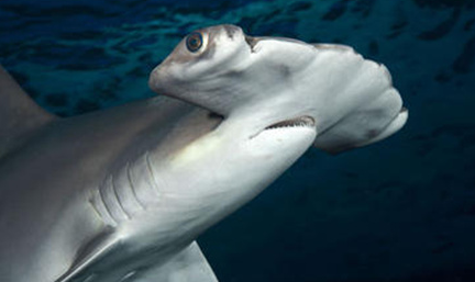 在世界上的动植物当中，路氏双髻鲨的数量为何越来越少？