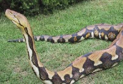 世界上最大的蟒蛇是哪个品种的？