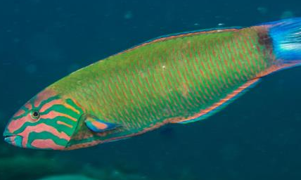 在自然界的生物中，新月锦鱼有怎样的生活习性与特征？