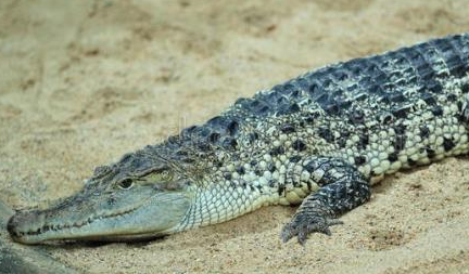 新几内亚鳄分布在哪些地区？它有怎样的生活习性与特征？