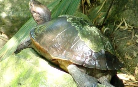 亚洲巨龟属于什么品种？有哪些生活习性呢？