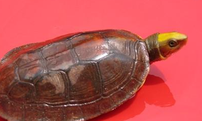 金头闭壳龟属于什么品种？都有哪些喂养的技巧呢？