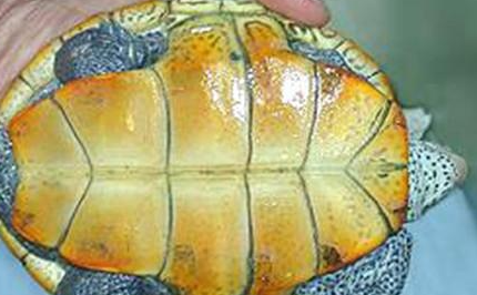 密西西比钻纹龟有哪些形态特征？一般都分布在哪里呢？