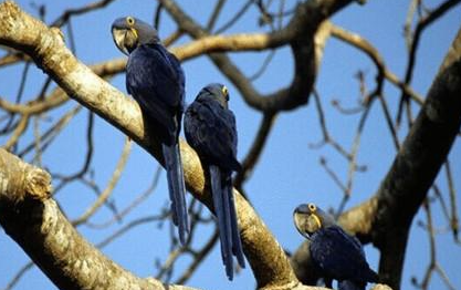 紫蓝金刚鹦鹉有哪些生活习性呢？需要怎样的饲养环境？