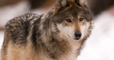 欧亚狼分布在哪些地区？它有怎样的生活习性与特征？