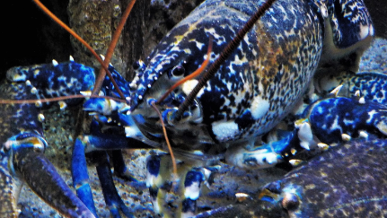 在自然界的生物中，欧洲龙虾最喜欢在怎样的环境中生活？