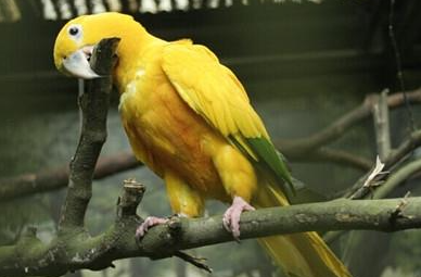 金黄锥尾鹦鹉有哪些形态特征？一般都分布在哪里呢？