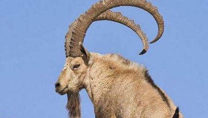 在自然界的生物中，努比亚羱羊有哪些生活习性与繁殖方式？