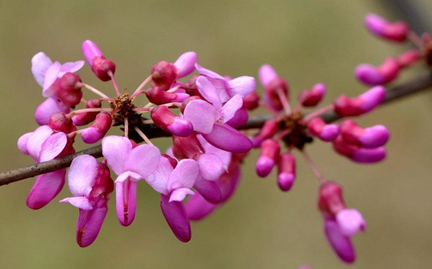 每到春季3月至4月时，现代应该怎么种植紫荆这一植物？