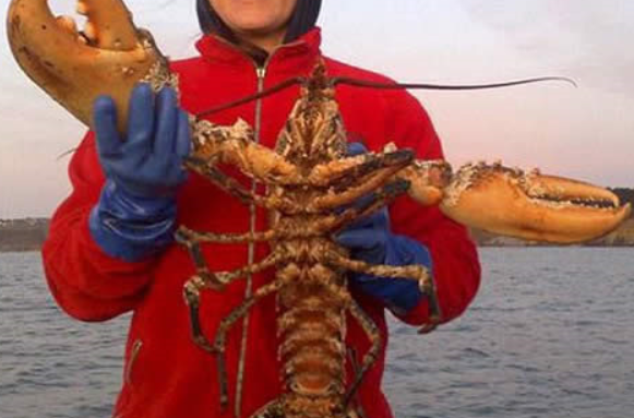 世界上最大的龙虾有多大？