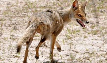 在自然界的生物中，河狐有怎样的生活习性与特征？