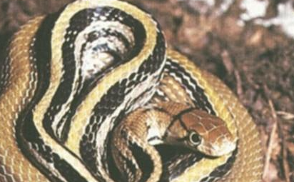 三索锦蛇属于什么品种？有哪些生活习性呢？