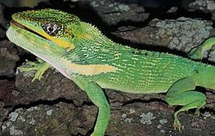 古巴变色蜥有哪些形态特征？一般都分布在哪里呢？
