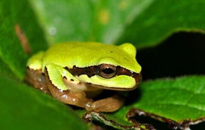 华西雨蛙属于什么品种？有哪些生活习性呢？