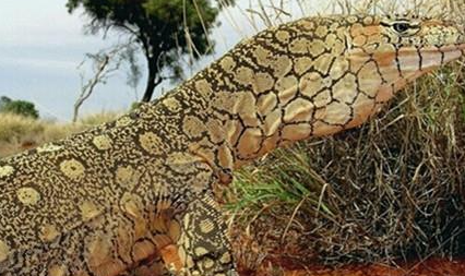 眼斑巨蜥有哪些形态特征？一般都分布在哪里呢？