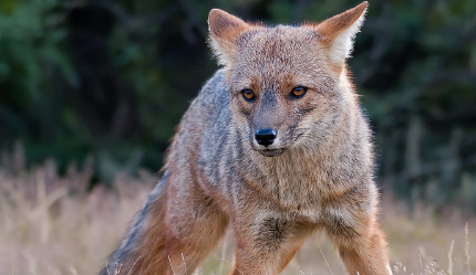 在自然界的生物中，山狐有着怎样非常特殊的腺体？