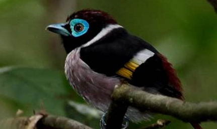 在自然界的生物中，为何说肉垂阔嘴鸟制作的巢穴非常复杂？