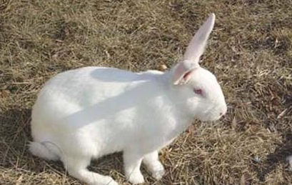 日本大耳兔有哪些生活习性呢？需要怎样的饲养环境？
