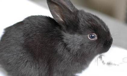 莲山黑兔有哪些生活习性呢？需要怎样的饲养环境？
