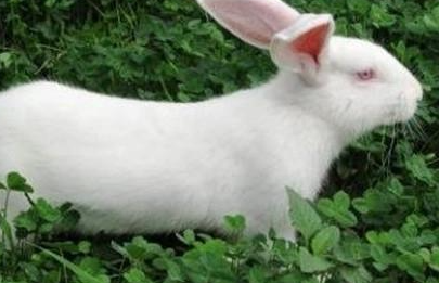 哈白兔有哪些生活习性呢？需要怎样的饲养环境？