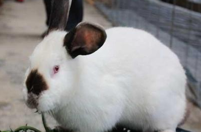 加利福尼亚兔属于什么品种？都有哪些喂食的要点呢？