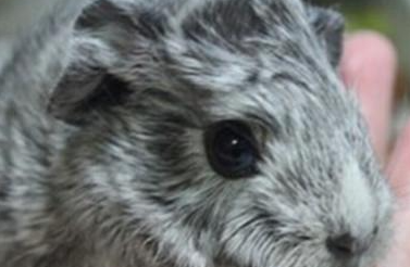 银色刺毛天竺鼠有哪些习性呢？需要怎样的饲养环境？