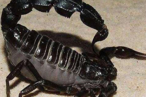 盘点世界上最毒的蝎子，你知道有哪些吗？