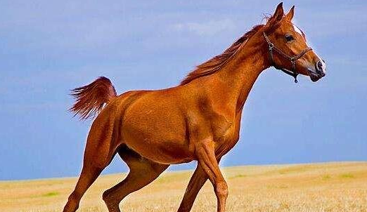 世界上最昂贵的马——埃及纯血阿拉伯马