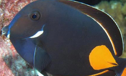 在自然界的生物中，心斑刺尾鱼有哪些生活习性与繁殖方式？