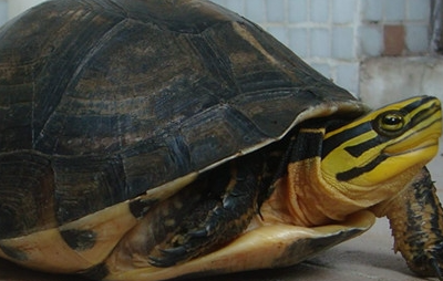 安布闭壳龟属于什么品种？有哪些生活习性呢？