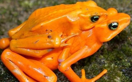 金蛙有哪些形态特征？一般都分布在哪里呢？