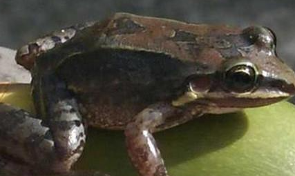 白吻长趾蛙有哪些形态特征？一般都分布在哪里呢？