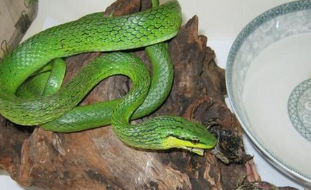 绿锦蛇有哪些形态特征？一般都分布在哪里呢？