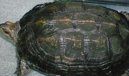 缅甸黑山龟属于什么品种？都有哪些喂养的技巧呢？