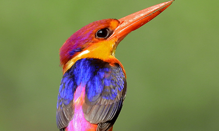 在自然界的生物中，三趾翠鸟身上至少包含了哪些颜色？