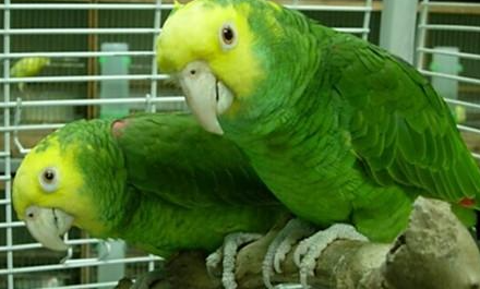 双黄头亚马逊鹦鹉有哪些形态特征？一般都分布在哪里呢？