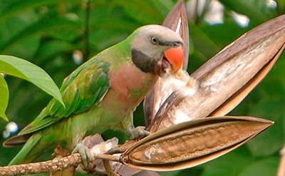 大绯胸鹦鹉有哪些生活习性呢？需要怎样的饲养环境？
