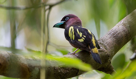 在自然界的生物中，斑阔嘴鸟有着怎样特别的求偶方式？